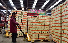 邢臺(tái)水果批發(fā)市場(chǎng)手動(dòng)叉車搬運(yùn)貨物